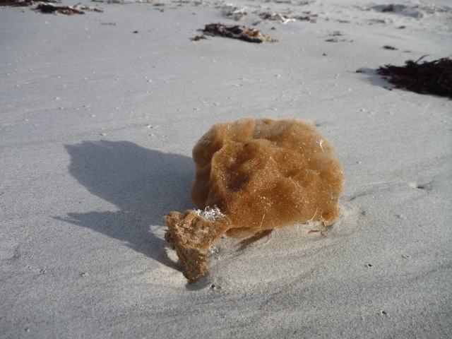 Sponge