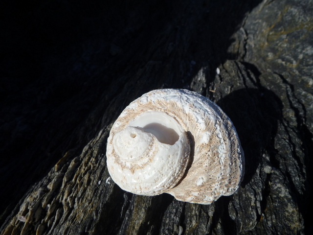turban shell