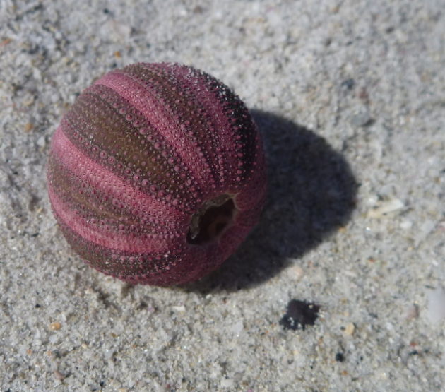 Urchin