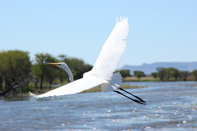 Egret in Kimberley