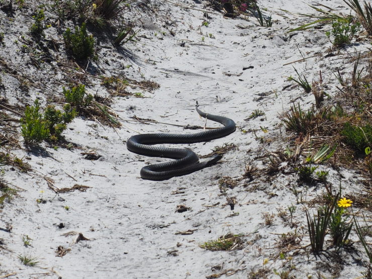 Why you shouldn’t be afraid of snakes when hiking in Australia