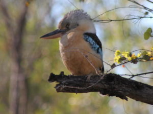 Bluewing Kookaburra in Kimberley 