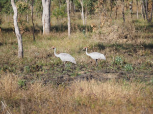 Great Egret in Kimberley