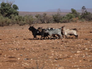 Goats in Flinders Ranges