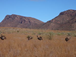 Emus in Flinders Ranges
