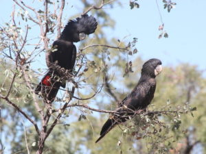 Red Tailed Black Cockatoo in Kimberley