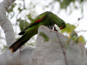 Red Shouldered Parrot in Kimberley