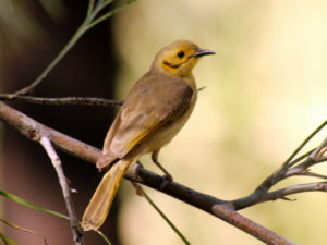 Yellow Tinted Honey Eater in Kimberley