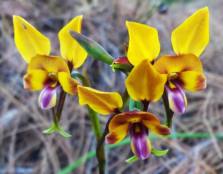 9 Must-See West Australian Orchids
