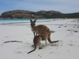 Kangaroos at Lucky Bay, Cape le Grand