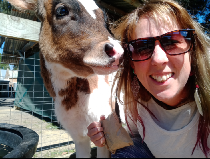 stacey cow