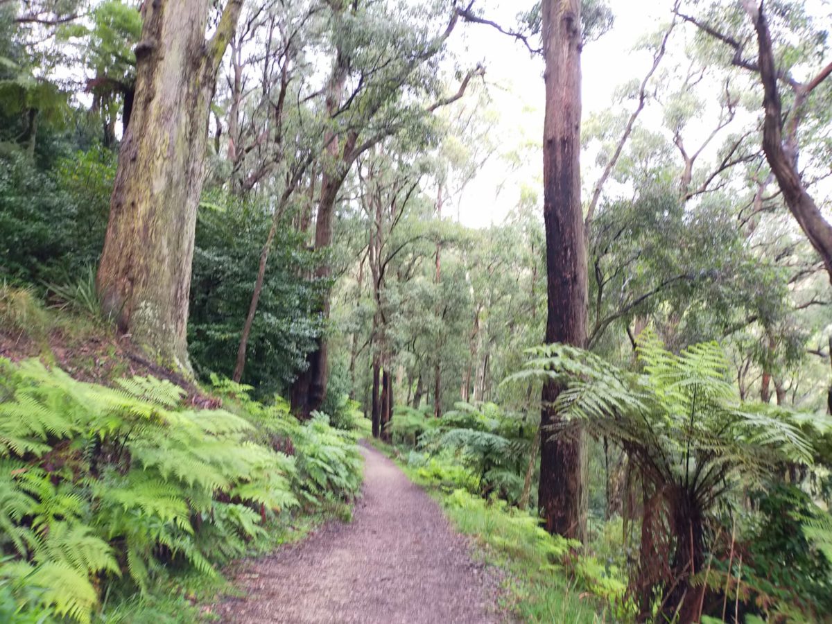 Guided Melbourne Hike Full Day Tour. 4 Different Hikes to Choose From. Only 40 for the Day!