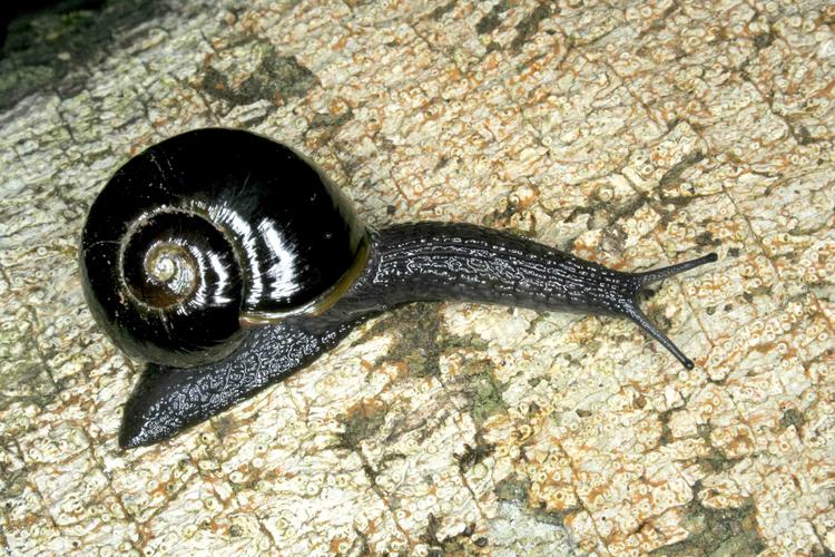 Otway Black Snail