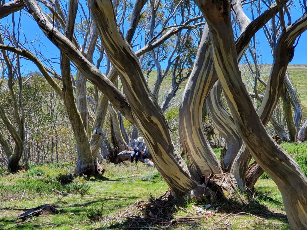 snow gum trees in the Victorian High Country.
