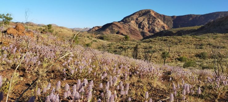 What can you expect when hiking the Larapinta Trail?