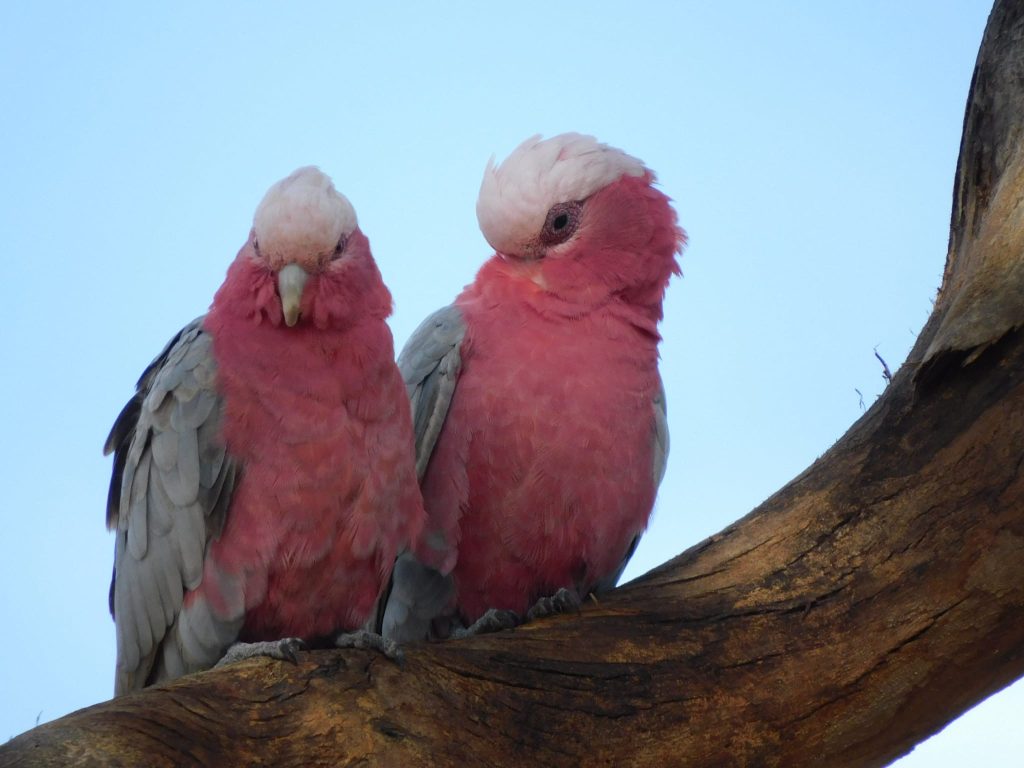 birds on Kangaroo Island