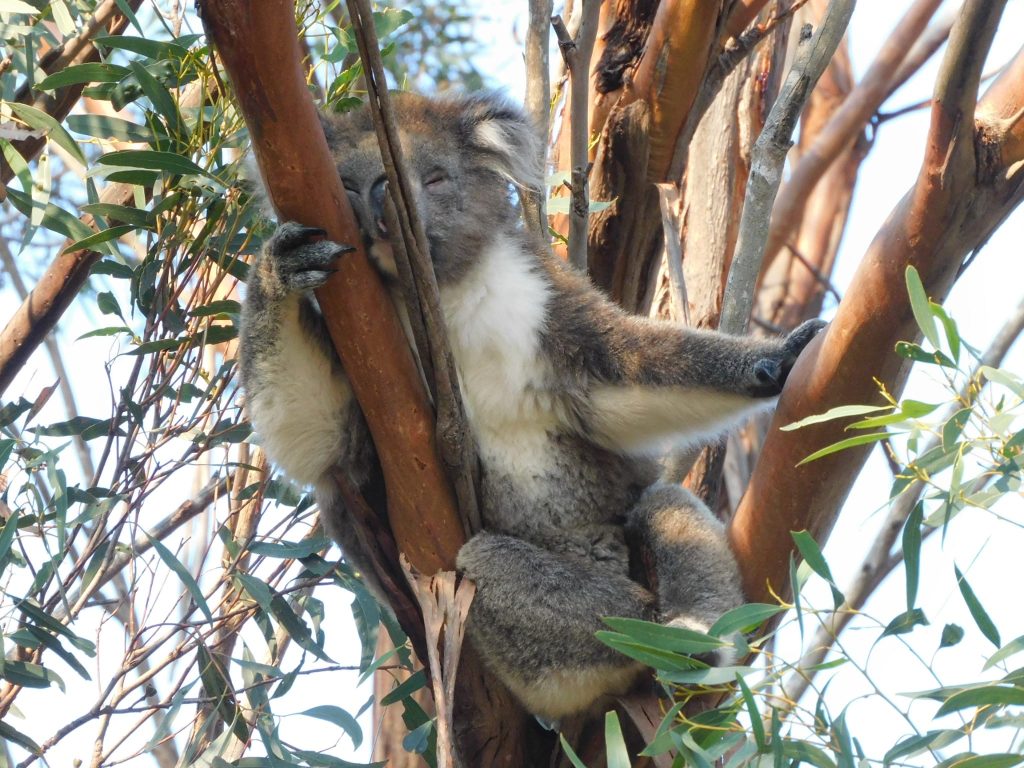 Koala on Kangaroo Island