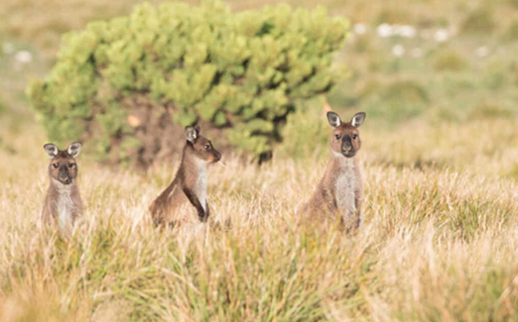 Kangaroo Island Kangaroos