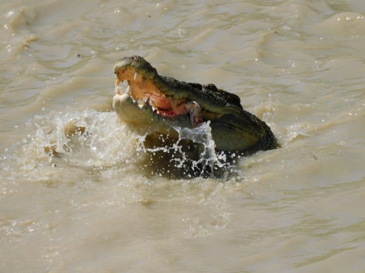 native wildlife Arnhem Land crocodile