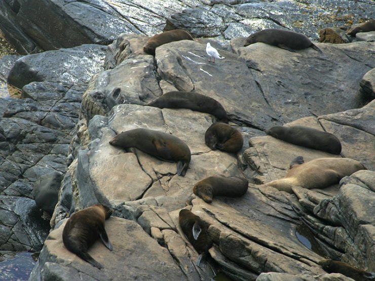 New Zealand seals relaxing near Admirals Arch in the Flinders Chase National Park