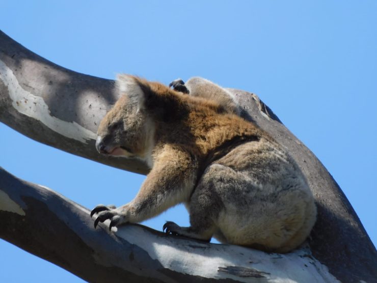 Wildlife on Kangaroo Island