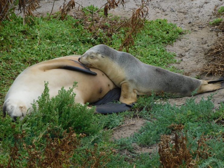 Kangaroo island seals
