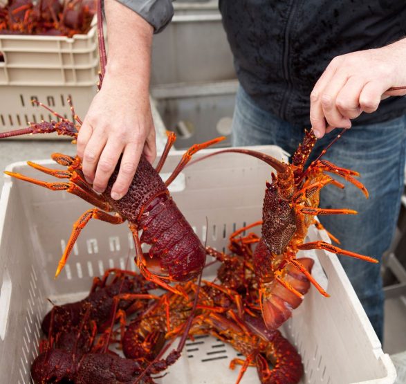 Catch of Southern-Rock Lobster