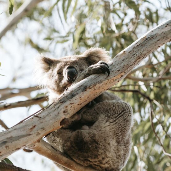 koala_kangaroo_island
