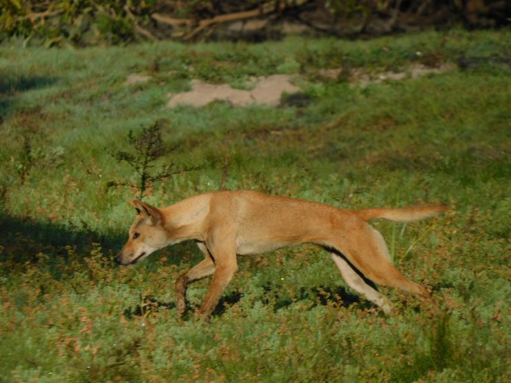 Dingo Kakadu