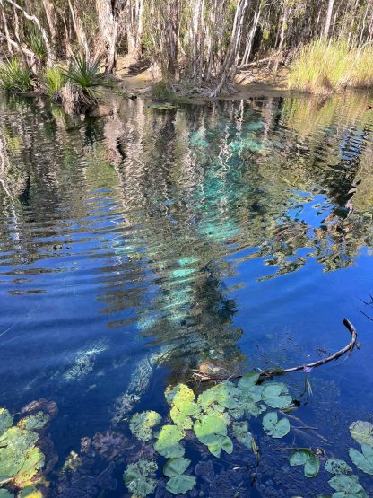 Mataranka Thermal Pools