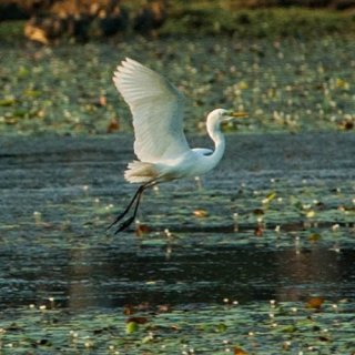 Egrets