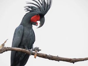 palm cockatoo