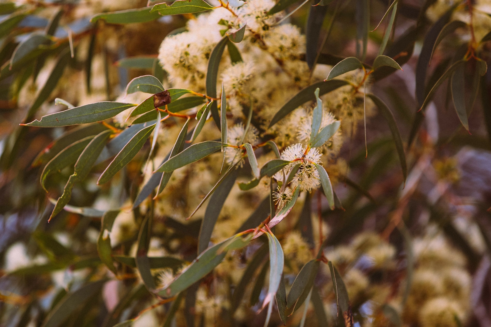 Flowering Eucalyptus on Kangaroo Island