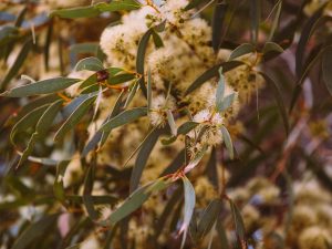 Flowering Eucalyptus
