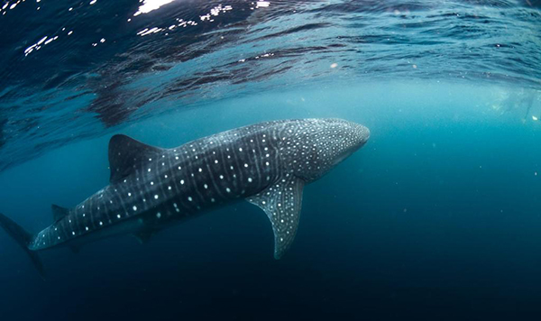 Whale Shark