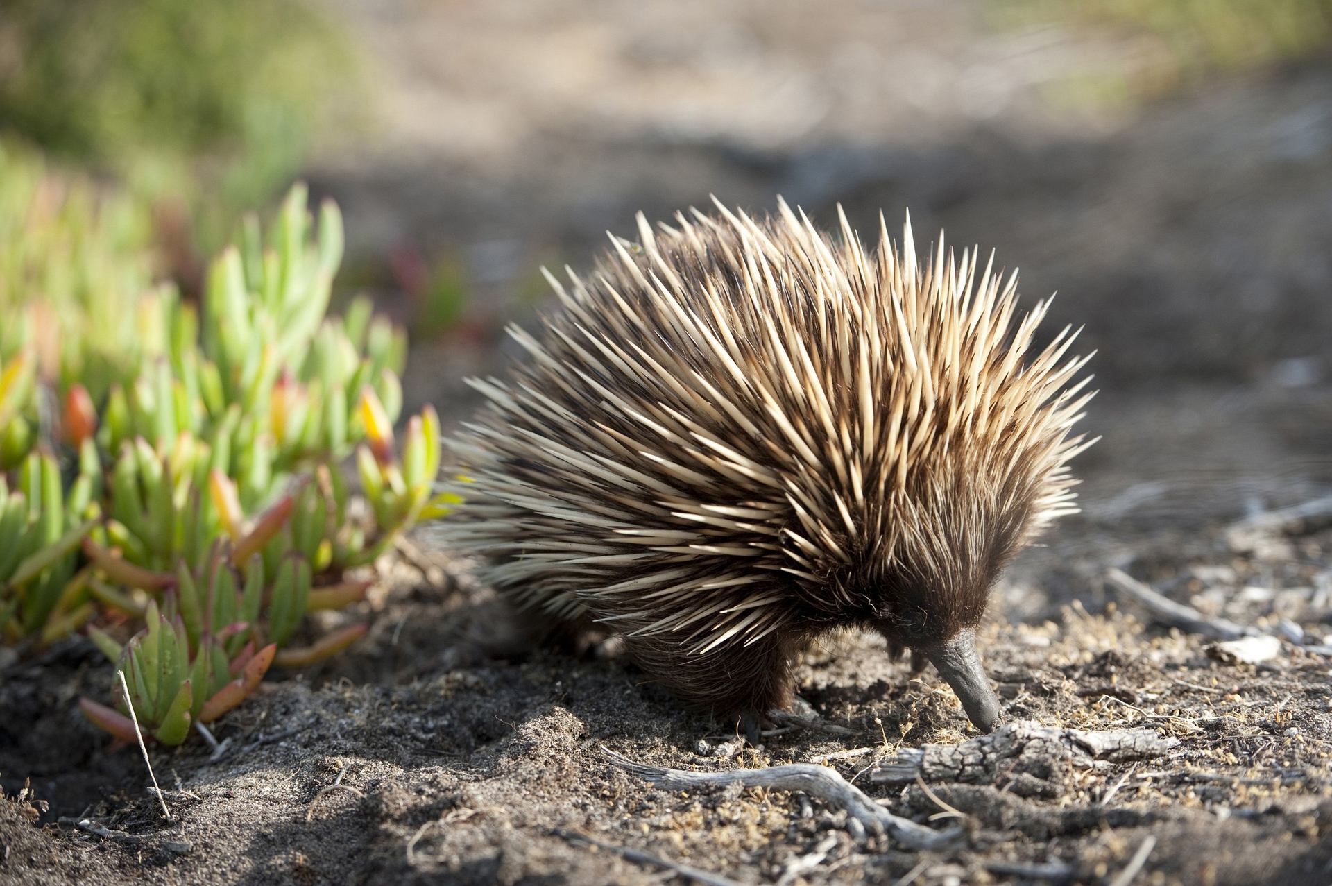 Echidna on Kangaroo Island