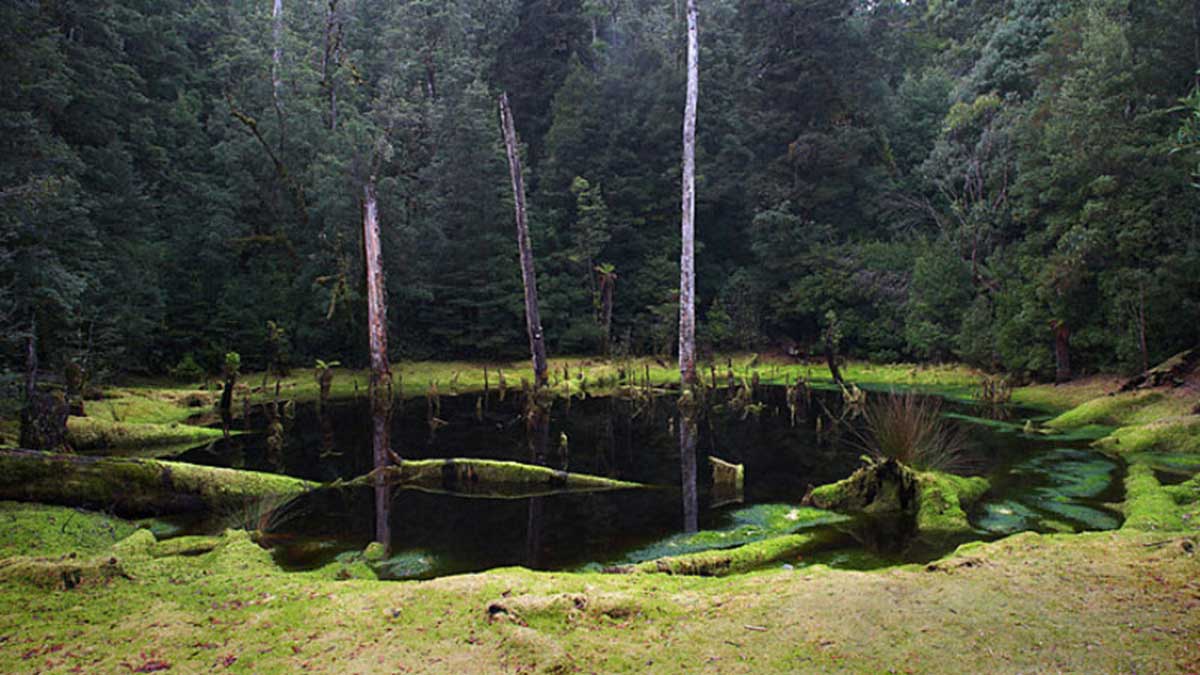 Lake Chisholm Sinkhole