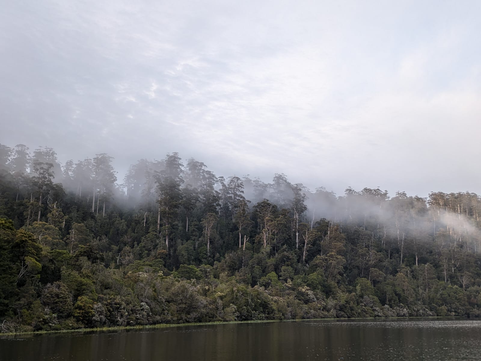 Tarkine lake guided walking tour