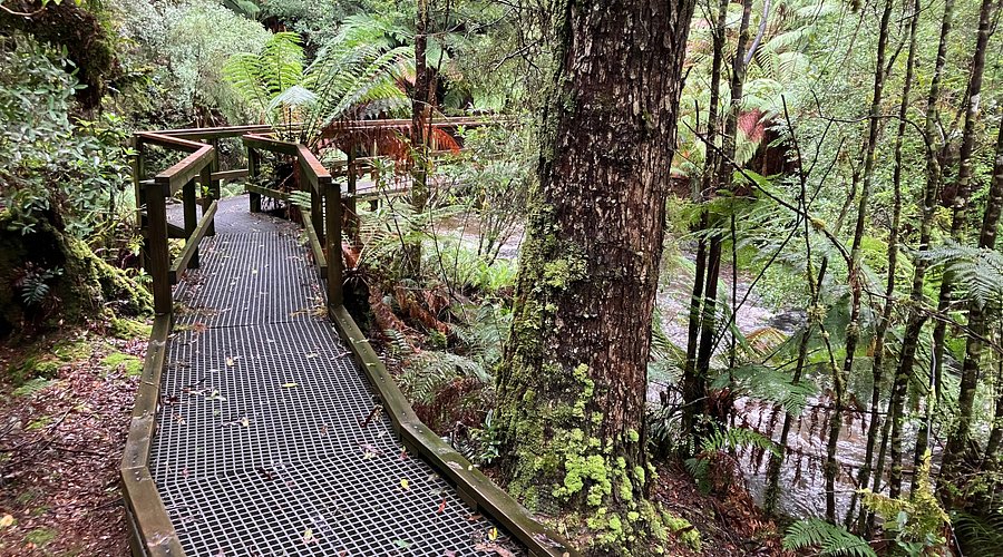 julius river rainforest walk