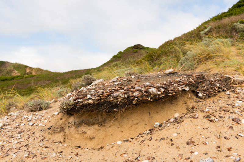 Aboriginal Shell Middens