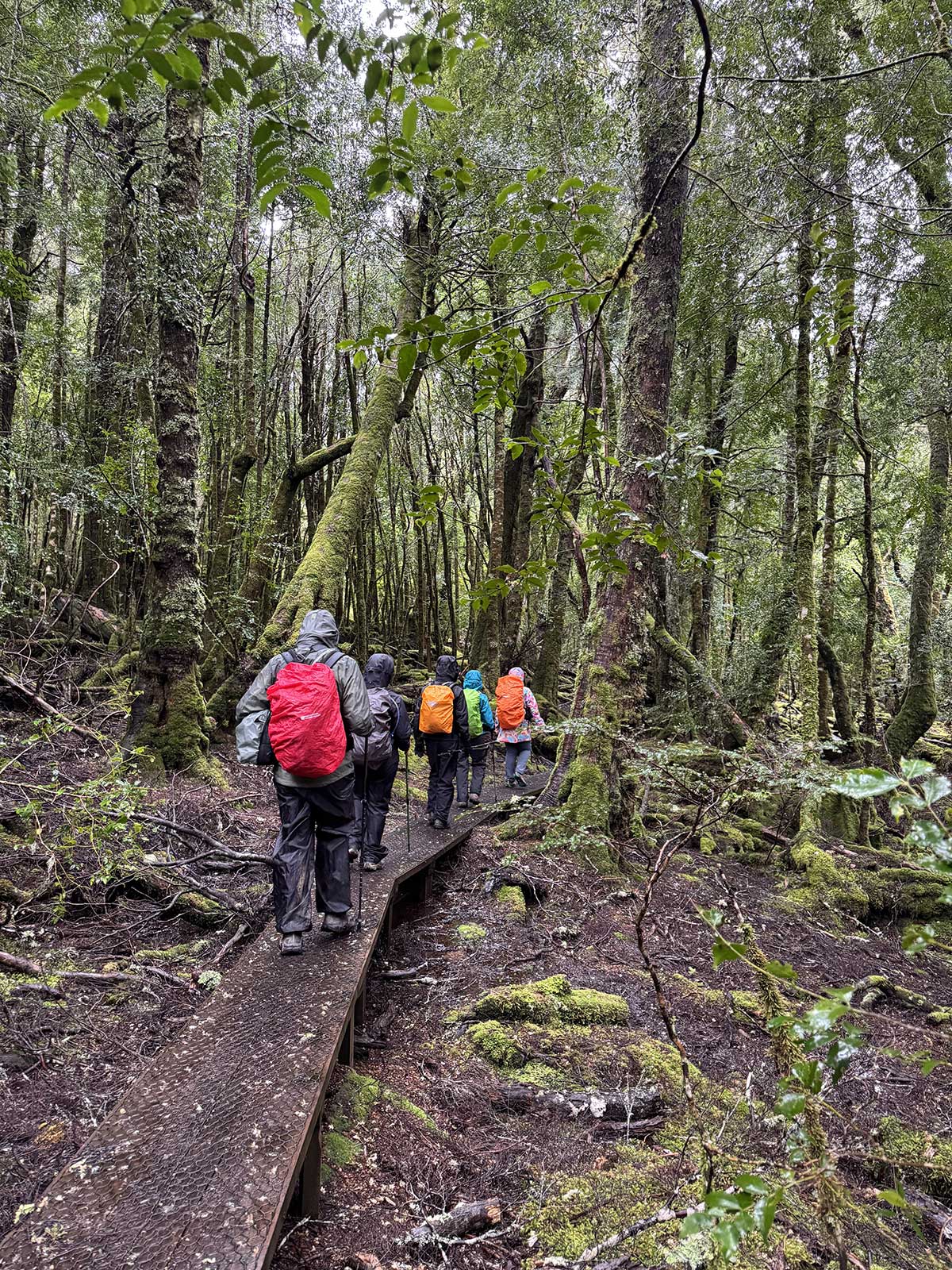The Tarkine Walking Tour