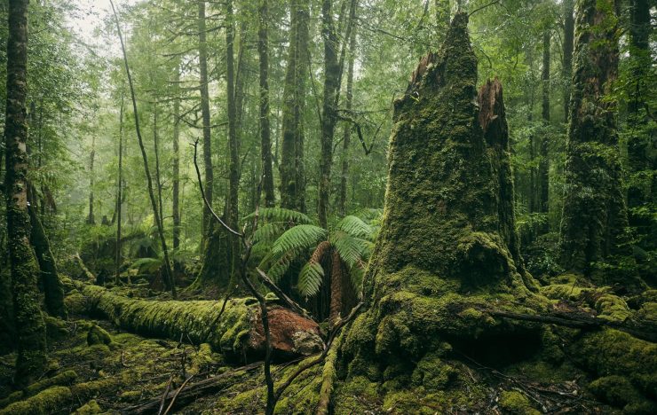 Tarkine Rainforest